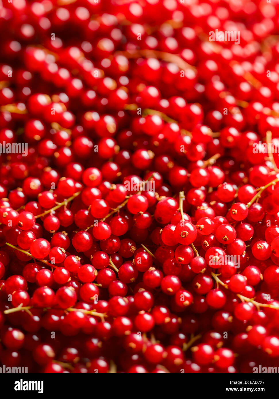 Johannisbeere, Johannisbeeren, Ribes Rubrum, rote Thema. Stockfoto