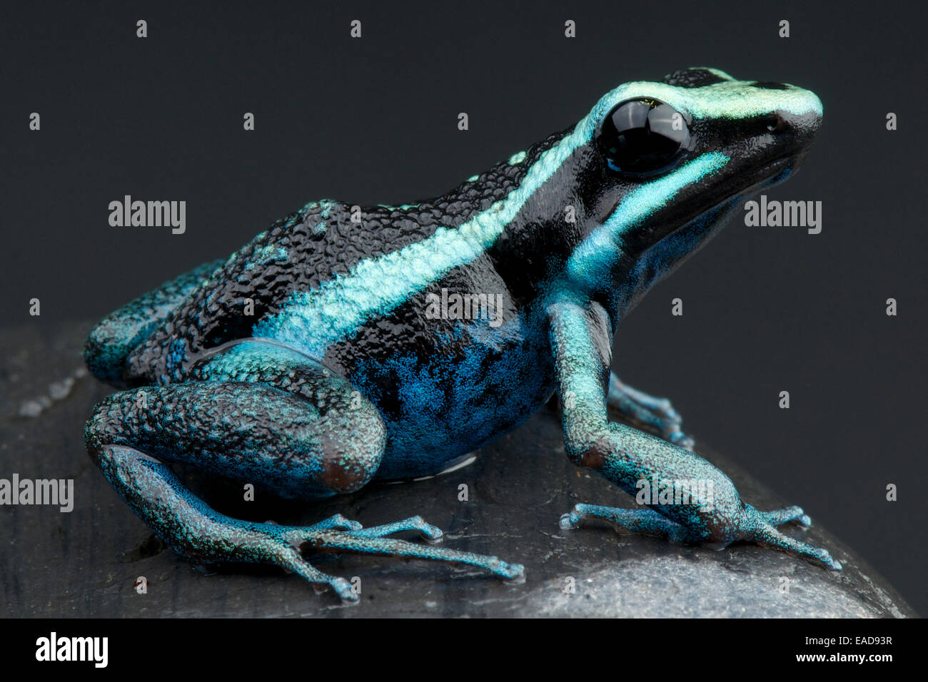 Gestreiften Riesen Dart Frog / Amereega Bassleri Stockfoto