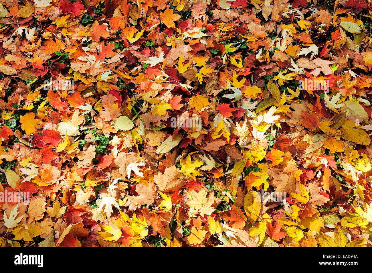 Bunte Blätter im Herbst Rasen abdecken. (Acer Platanoides) Stockfoto