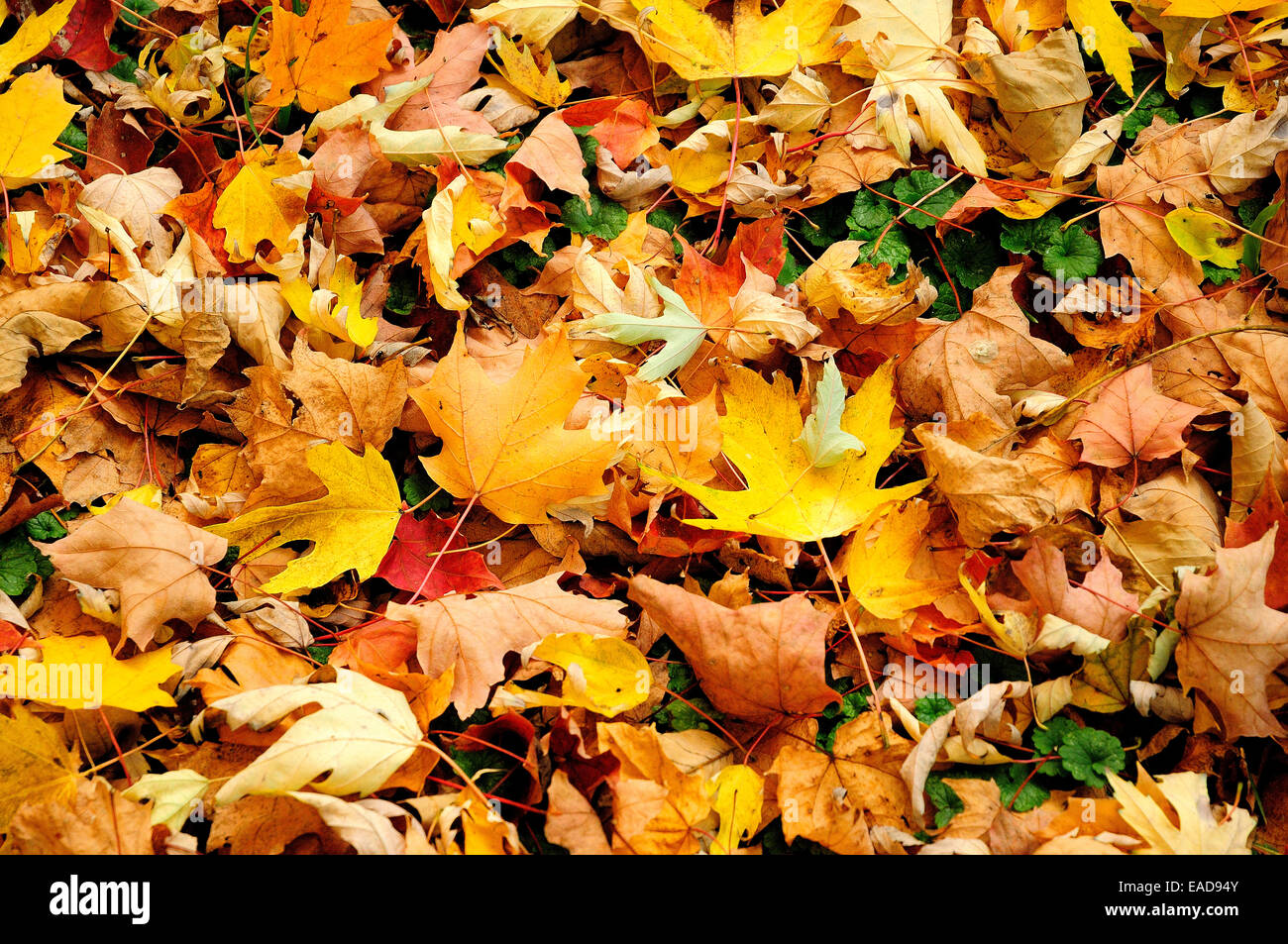 Bunte Blätter im Herbst Rasen abdecken. (Acer Platanoides) Stockfoto