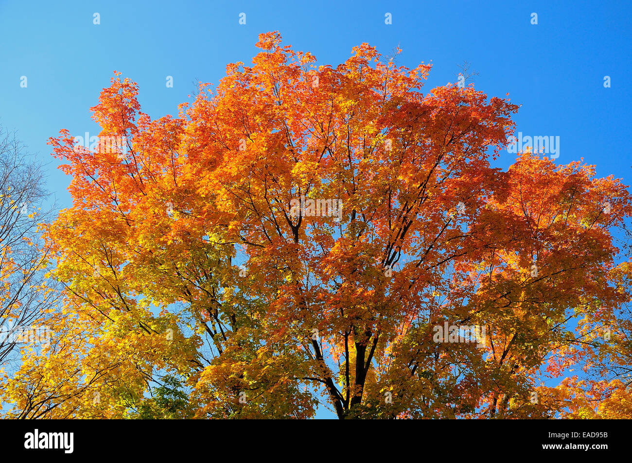 Herbst-Spitz-Ahorn Bäume und Blätter / (Acer Platanoides) Stockfoto
