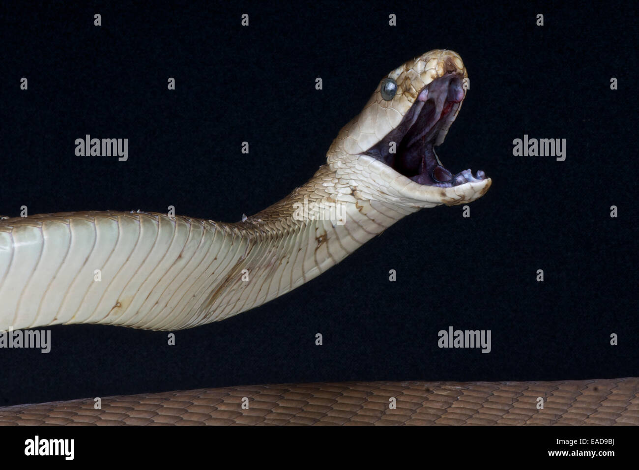 Mamba Snake Stockfotos und -bilder Kaufen - Alamy