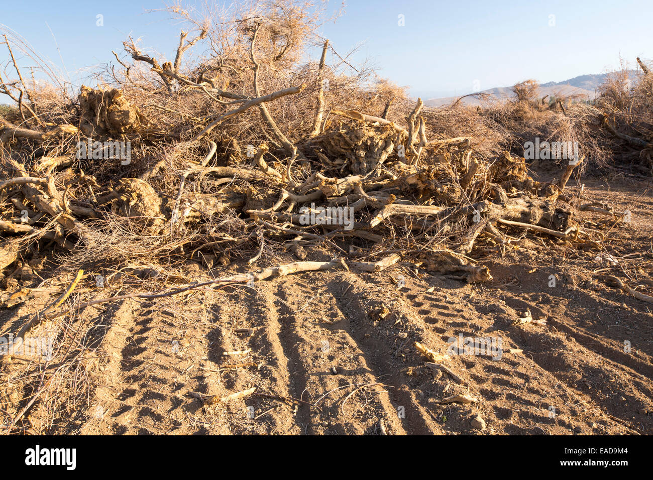 Gerodet, Mandelbäume, die nicht mehr Wasser in der Nähe von Bakersfield, Kalifornien, USA zu bewässern. Kalifornien produziert 80 % o Stockfoto