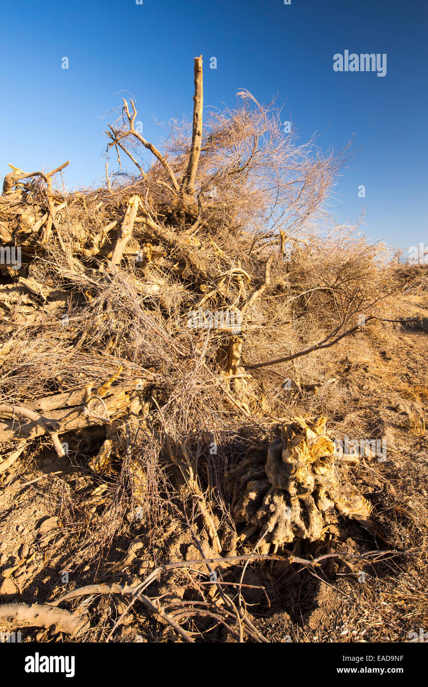 Gerodet, Mandelbäume, die nicht mehr Wasser in der Nähe von Bakersfield, Kalifornien, USA zu bewässern. Kalifornien produziert 80 % o Stockfoto