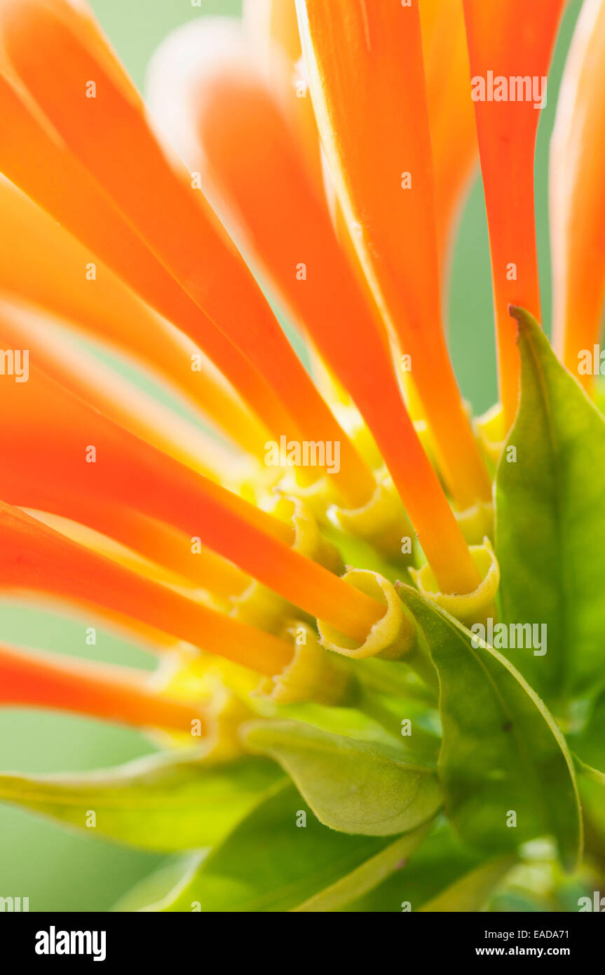 Flamme, Rebe, Pyrostegia Venusta, Orange Thema, grünen Hintergrund. Stockfoto