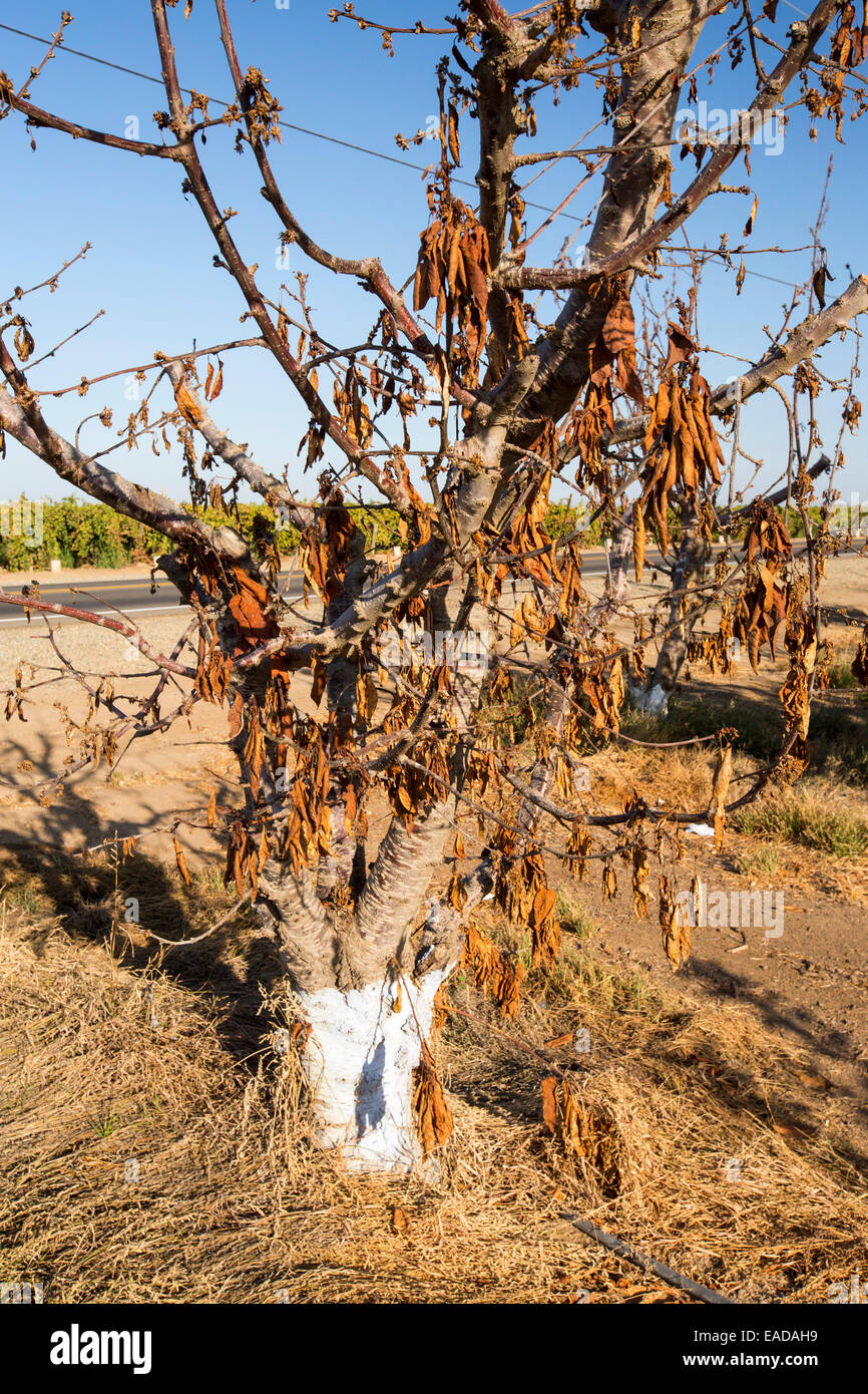 Sterben, Mandelbäume, die nicht mehr Wasser in der Nähe von Bakersfield, Kalifornien, USA zu bewässern. Kalifornien produziert 80 % der Stockfoto