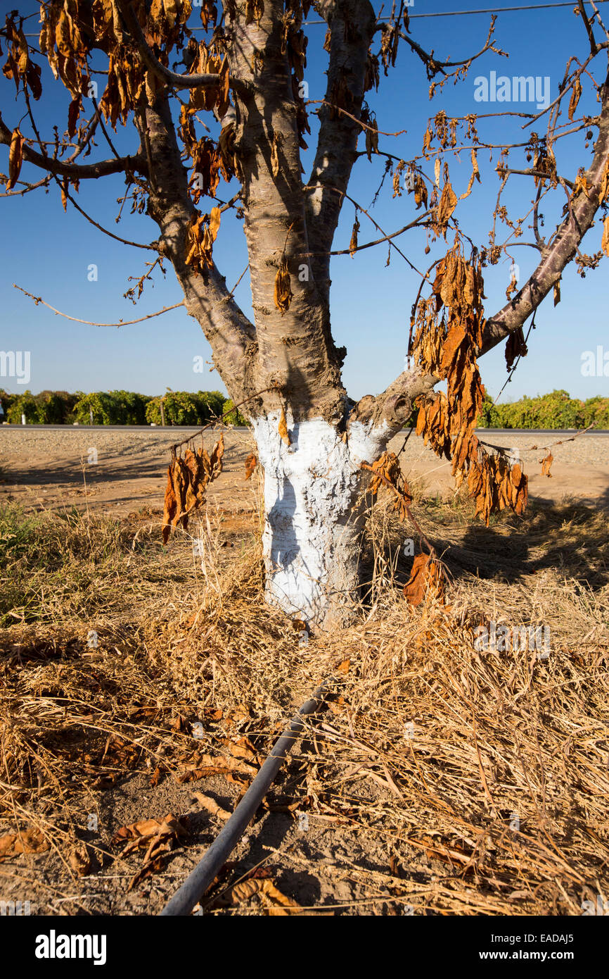 Sterben, Mandelbäume, die nicht mehr Wasser in der Nähe von Bakersfield, Kalifornien, USA zu bewässern. Kalifornien produziert 80 % der Stockfoto