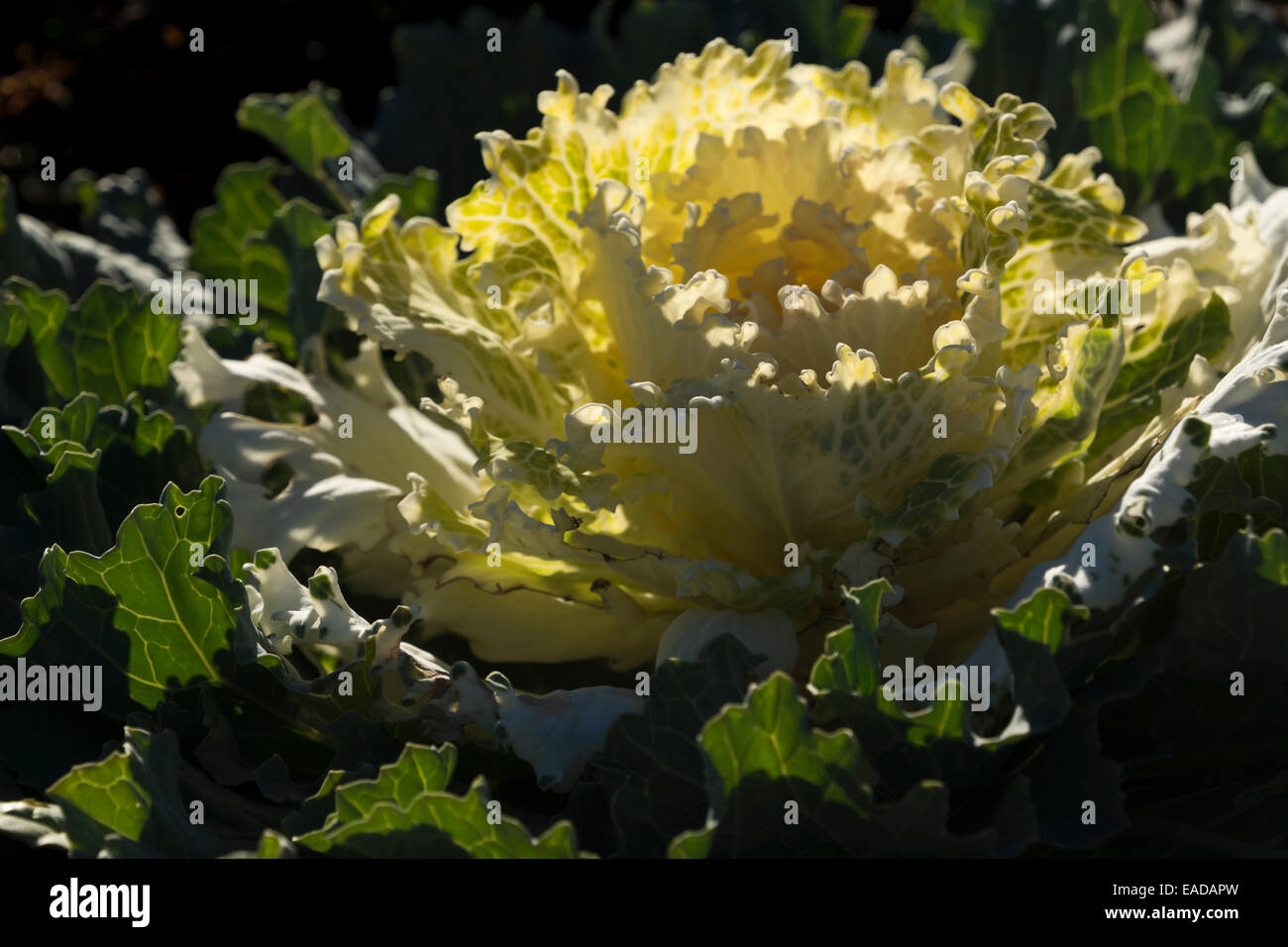 Weiß blühende Kohl im morgendlichen Sonnenlicht. Stockfoto