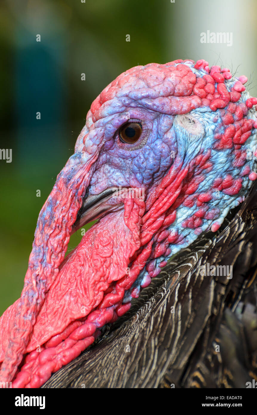Closeup Leiter der männlichen wilder Truthahn oder Meleagris gallopavo Stockfoto