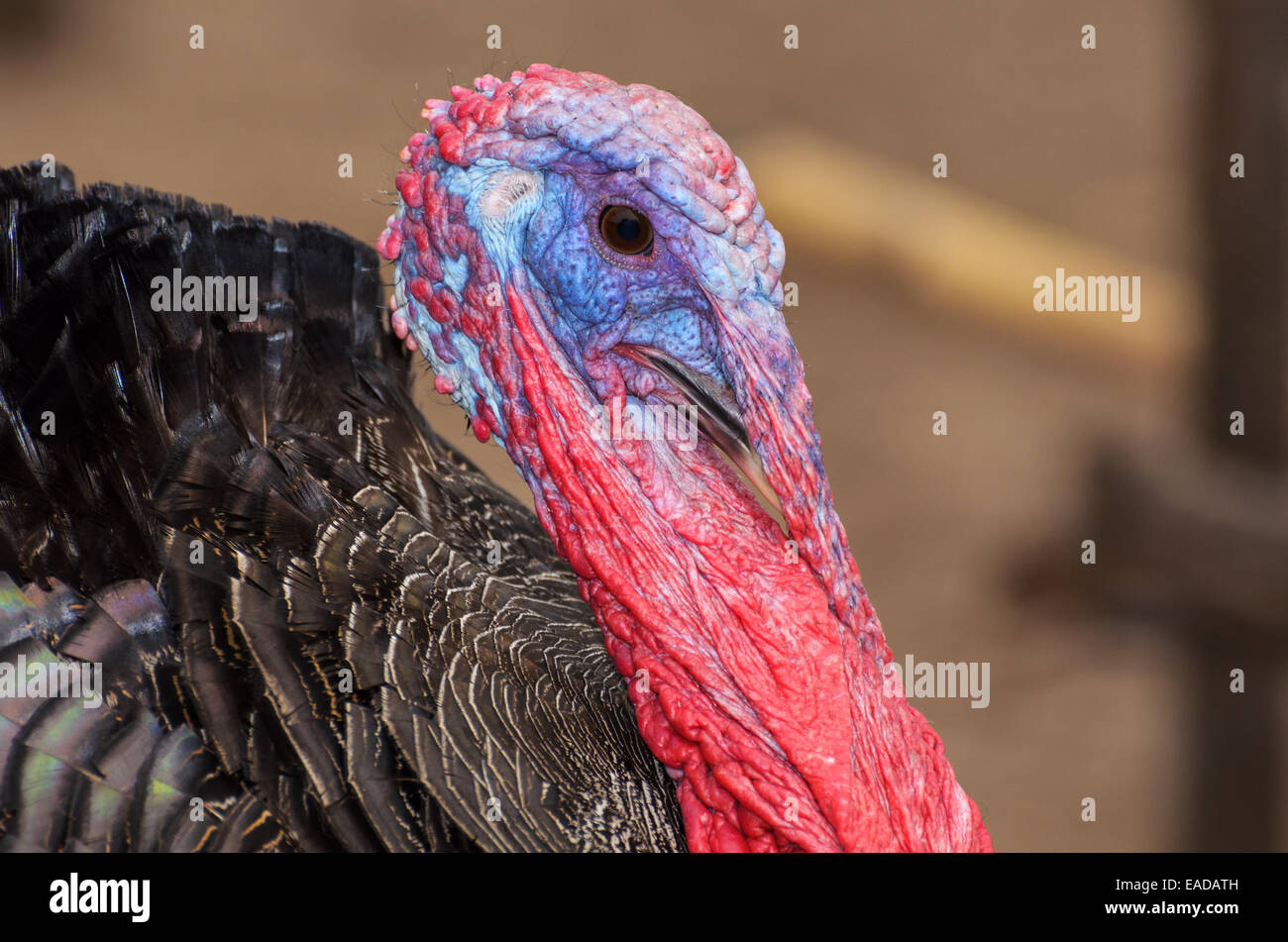 Closeup Leiter der männlichen wilder Truthahn oder Meleagris gallopavo Stockfoto