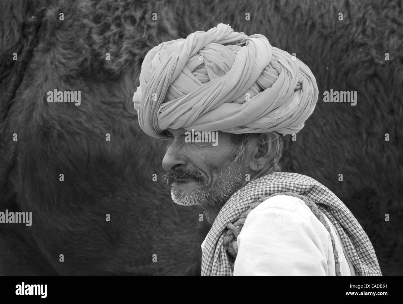 Turban, indische, Männlich, Alter Mann, Dorfbewohner, Schnurrbart, Bart in Pushkar, Rajasthan, Indien. Stockfoto