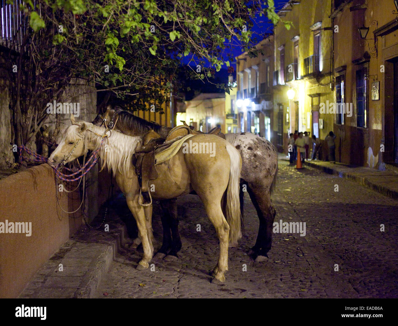 Pferde in San Miguel, Mexiko Plaza in der Nacht Stockfoto