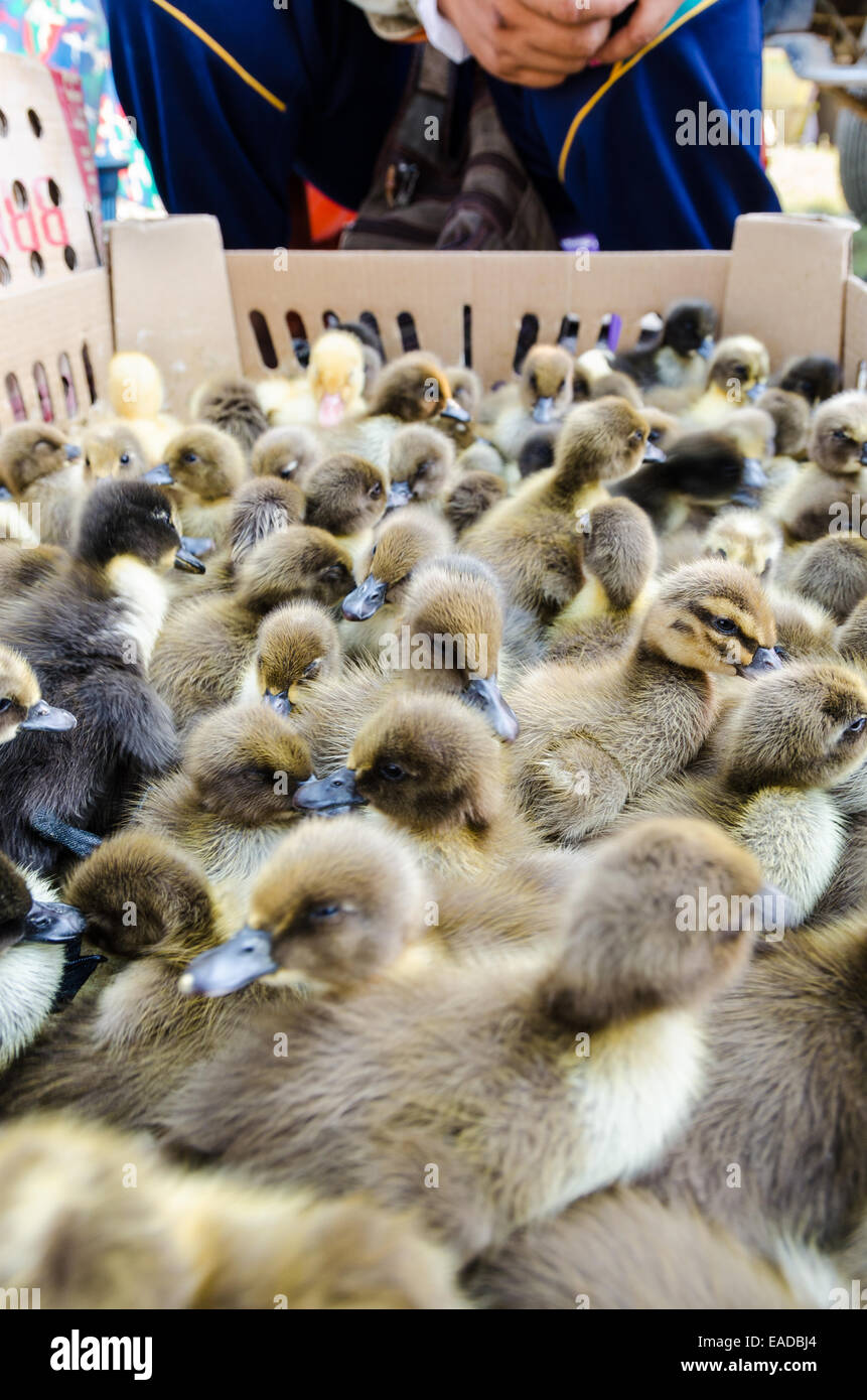 Verkäufer und viele Entenküken zu verkaufen in Box in Thailand Stockfoto