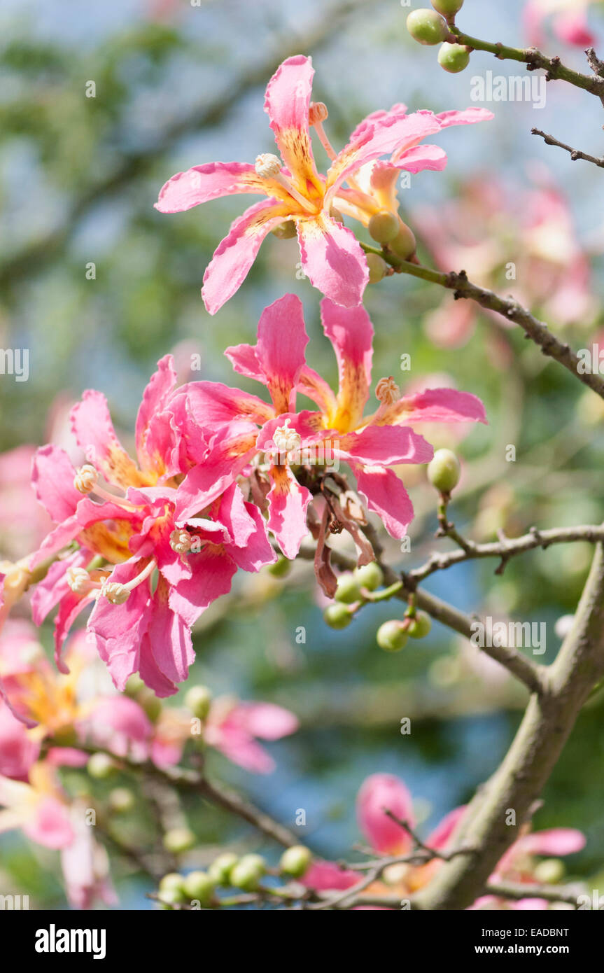 Seide Zahnseide Baum, Ceiba Speciosa, rosa Thema. Stockfoto