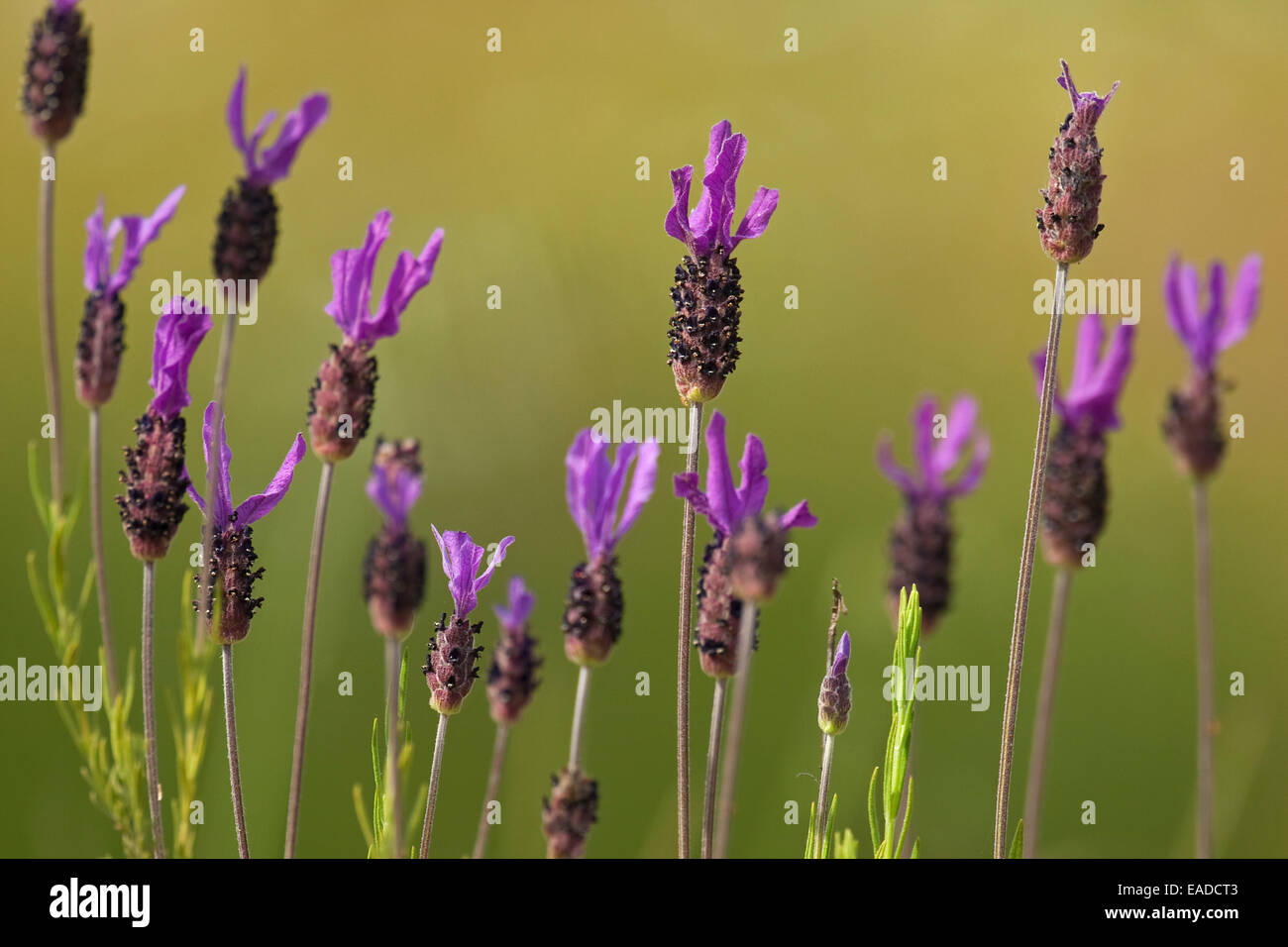 Französischer Lavendel / spanischer Lavendel / Lavendel (Lavandula Stoechas) in Blüte gekrönt Stockfoto