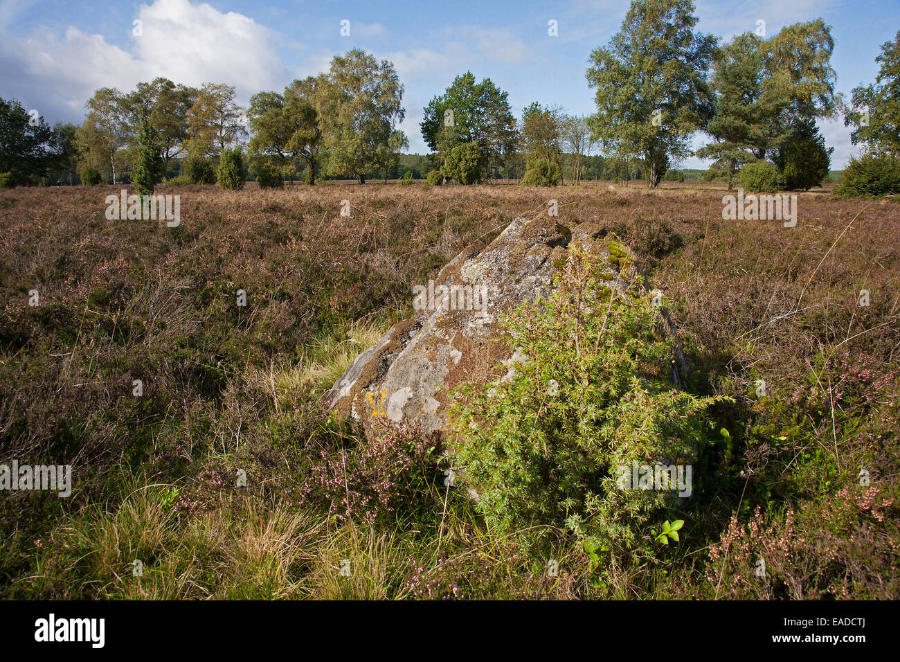 Erratischer Block / reiste Stein am Lüneburg Heath / Lunenburg Heathland, Niedersachsen, Deutschland Stockfoto