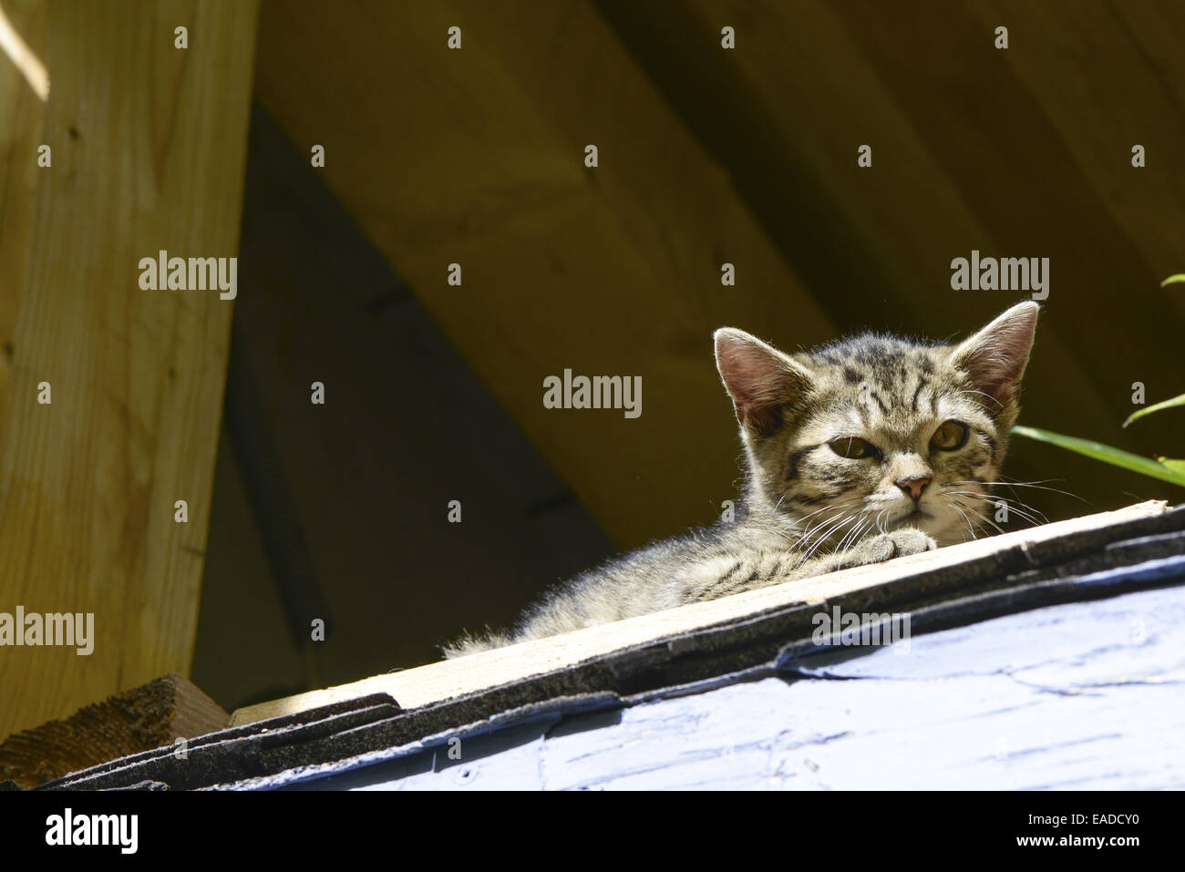 Junge Katze Kätzchen, Österreich, Niederösterreich Stockfoto