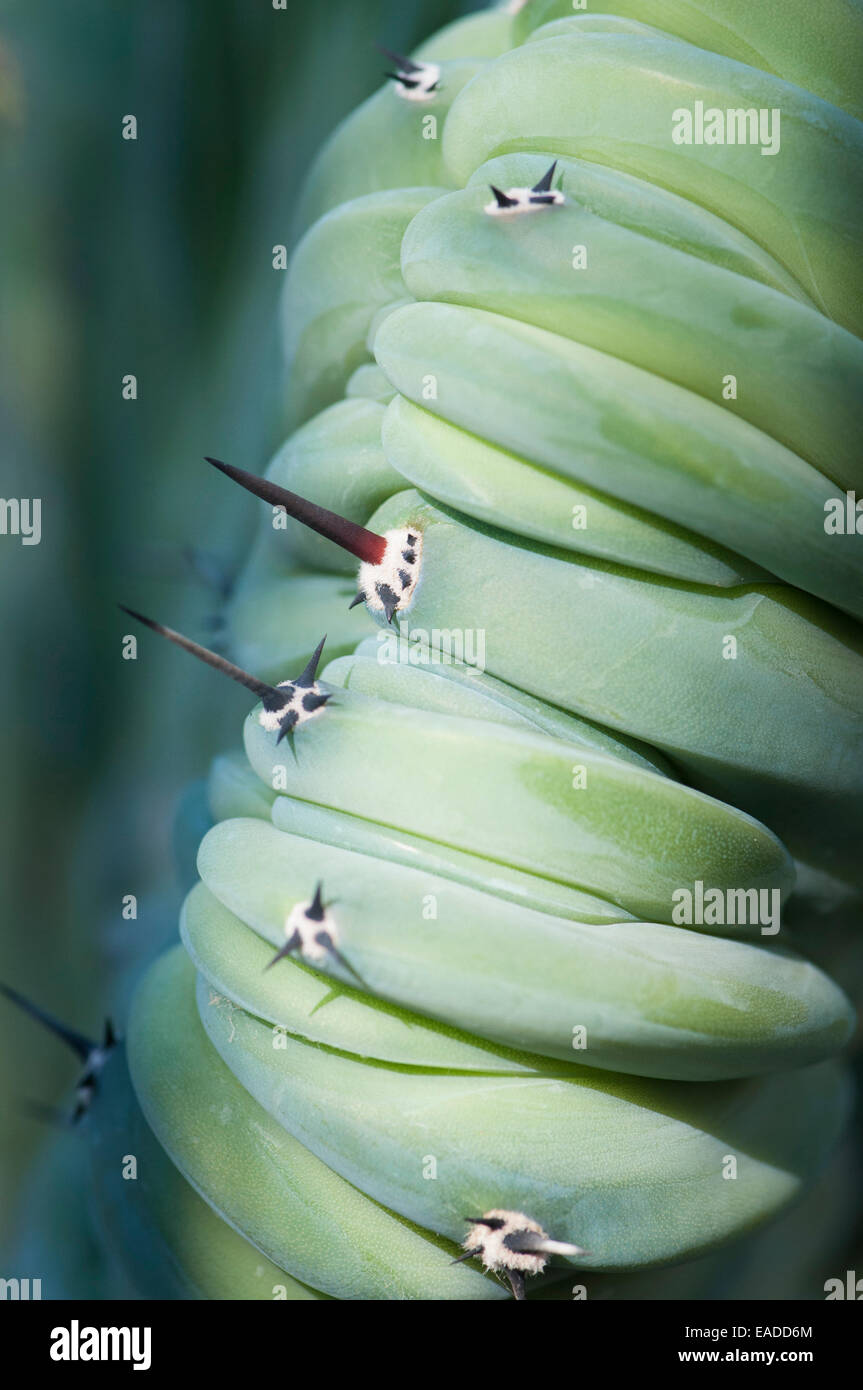 Dinosaurier wieder Pflanze, Myrtillocactus Geometrizans Forma Cristata, grünen Thema. Stockfoto