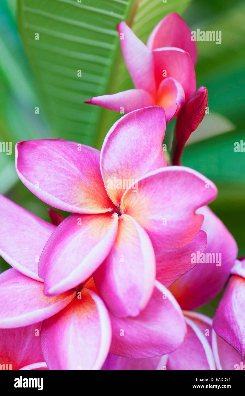 Rote Frangipani, Plumeria Rubra 'Loretta', rosa Thema grünen Hintergrund. Stockfoto