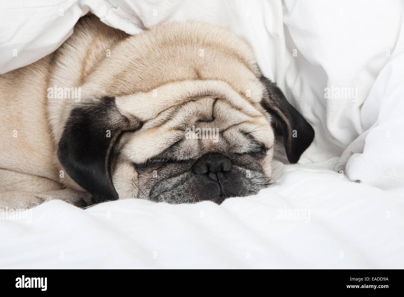 Mops Rüde mit Creme farbigen Fell liegend auf einer weißen Decke Stockfoto