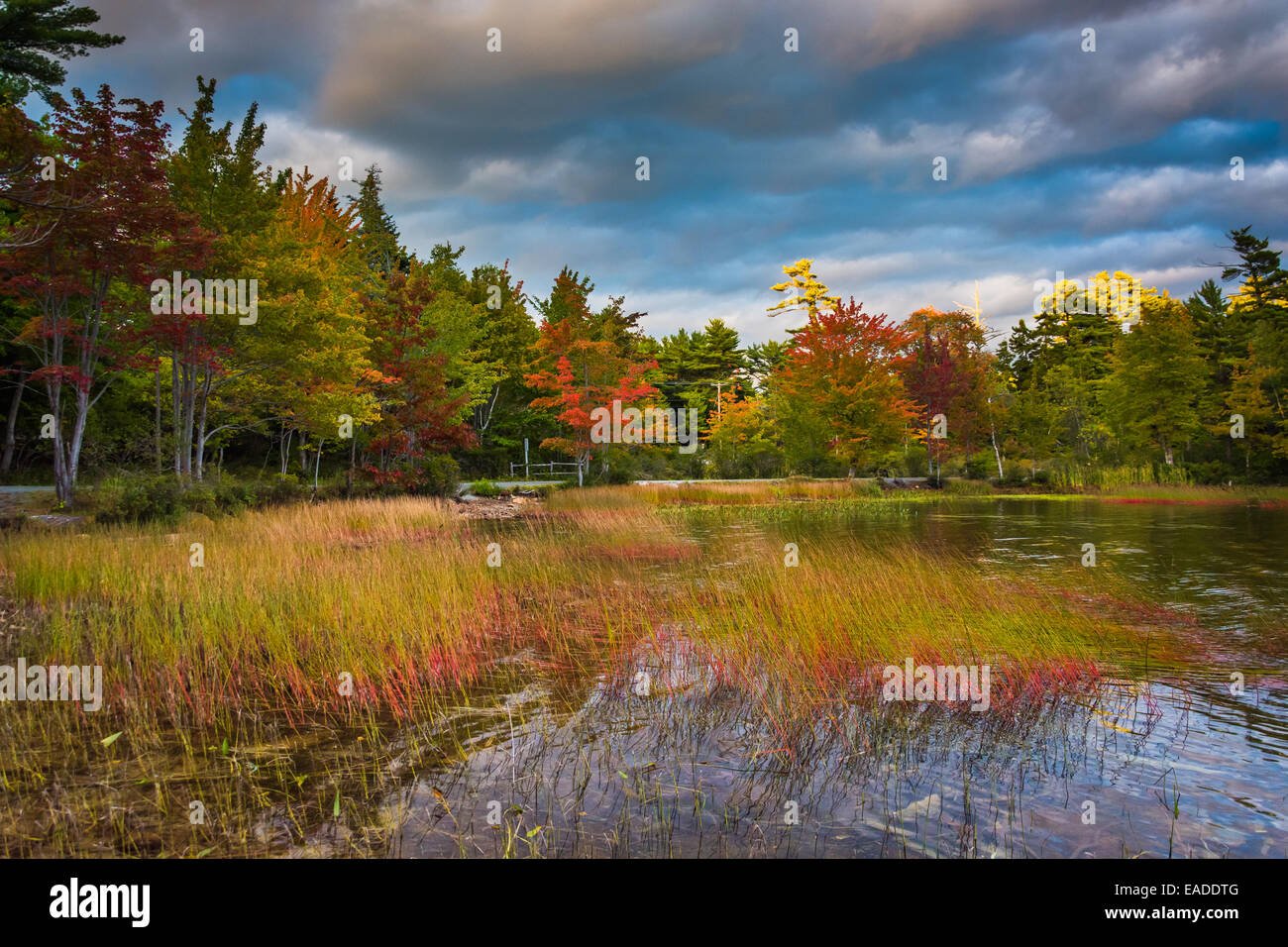 Herbstfarbe bei Eagle Lake, im Acadia National Park, Maine. Stockfoto