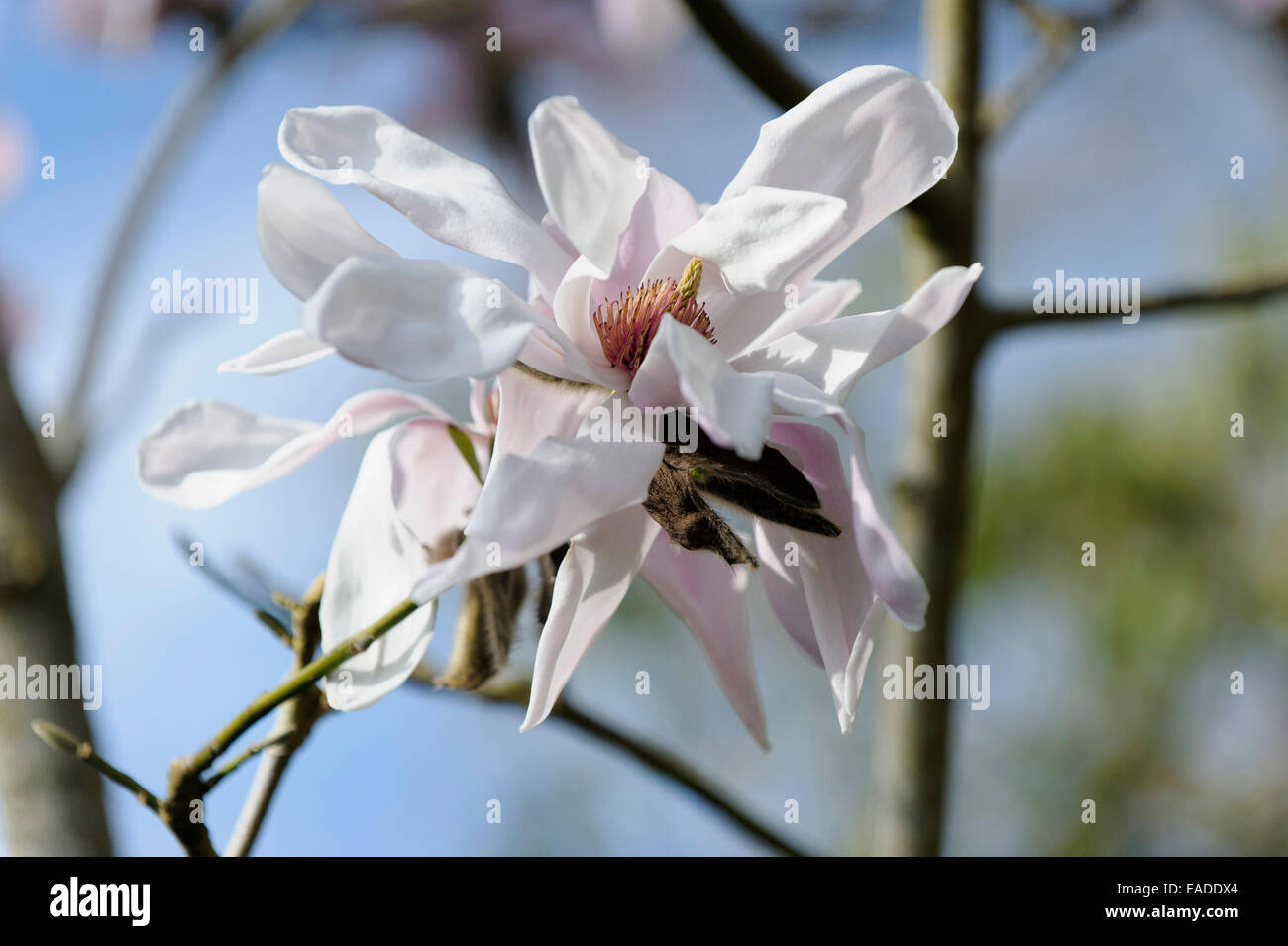 Magnolie, Magnolia Sprengeri 'Diva', weißes Objekt. Stockfoto