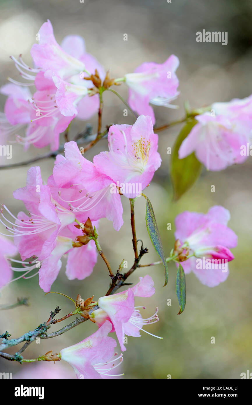Rhododendron 'luftig Fee", Rhododendron"Luftig Fee", rosa Thema. Stockfoto