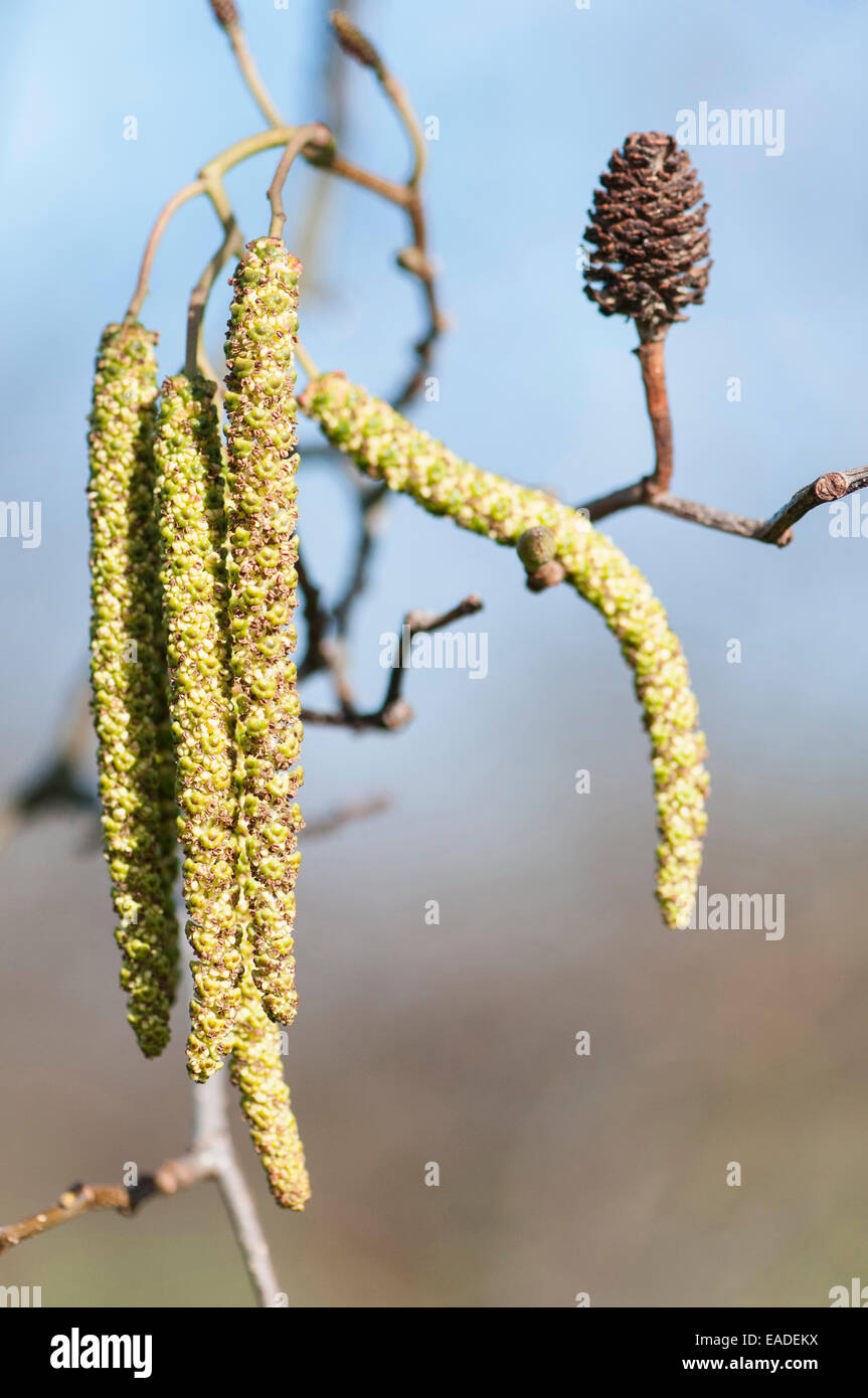 Erle, grau-Erle, Alnus Incana, grünen Thema. Stockfoto