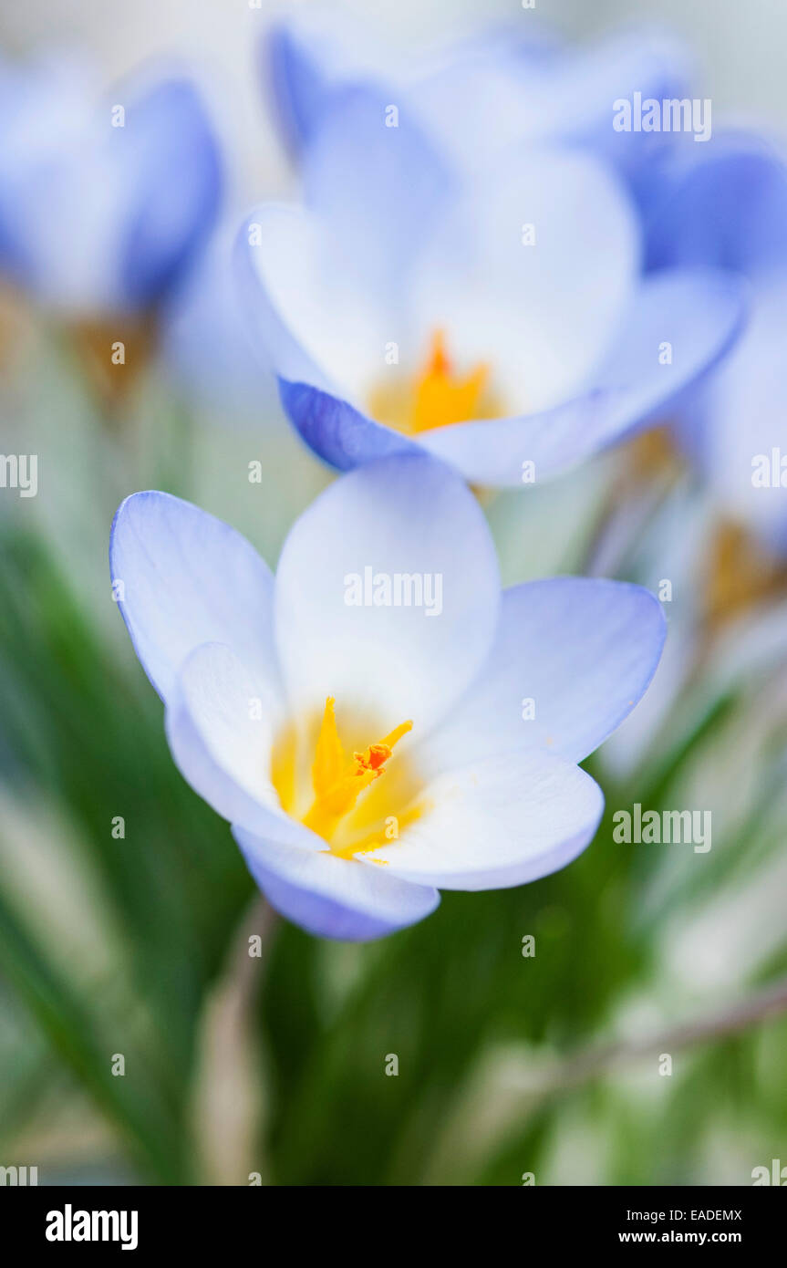 Krokus, Crocus Chrysanthus "Zenith", blaue Thema. Stockfoto