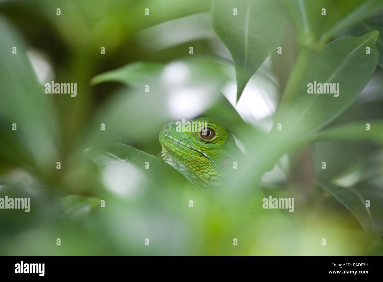 Wildtiere aus Panama mit einem jungen grünen Leguan in einem Wald außerhalb von Penonomé, Provinz Cocle, Republik Panama, Mittelamerika. Stockfoto