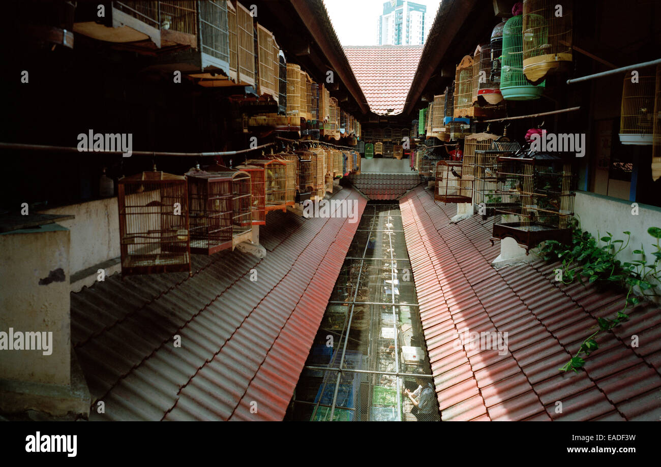 Dokumentarische Fotografie - Pramuka Vogel Markt in Jakarta auf Java in Indonesien in Südostasien im Fernen Osten. Reportage Stockfoto