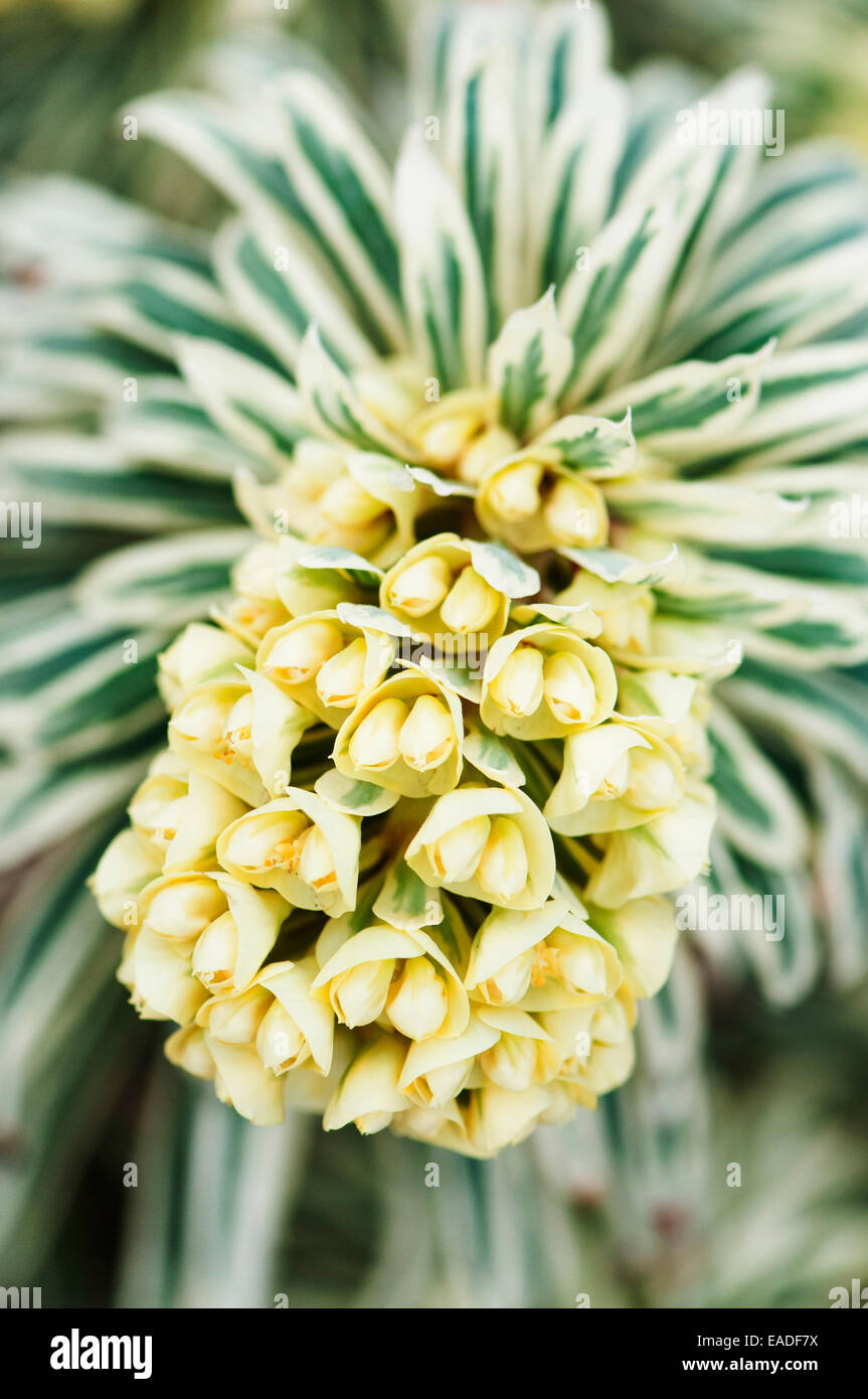 Wolfsmilch, mediterrane Wolfsmilch, Euphorbia Characias 'Tasmanian Tiger', gelbe Thema, grünen Hintergrund. Stockfoto