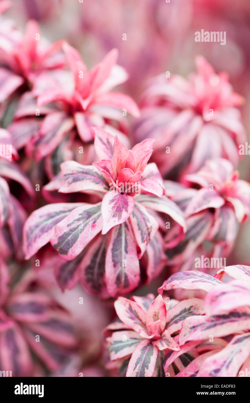 Wolfsmilch, Holz Wolfsmilch, Euphorbia Amygdaloides 'Frosted Flame', rosa Thema. Stockfoto