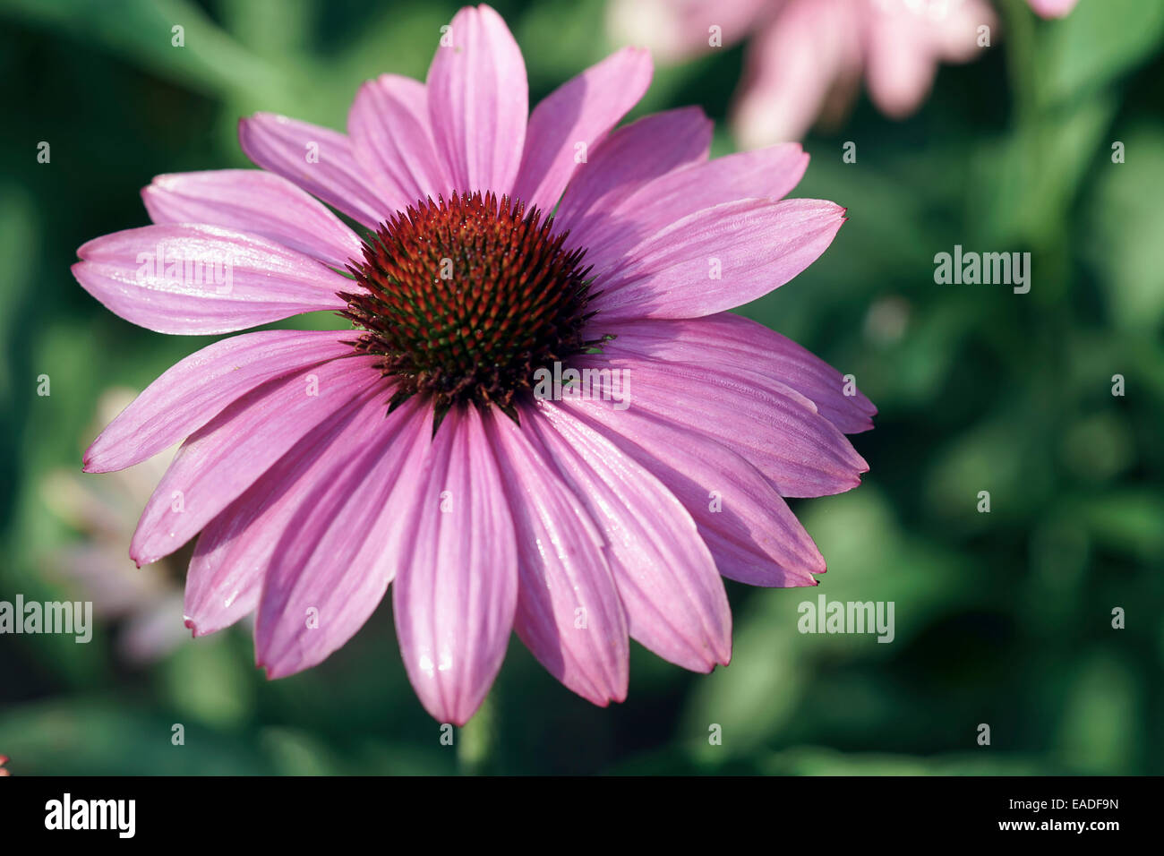 Echinacea, Sonnenhut, Echinacea Purpurea, rosa Thema. Stockfoto