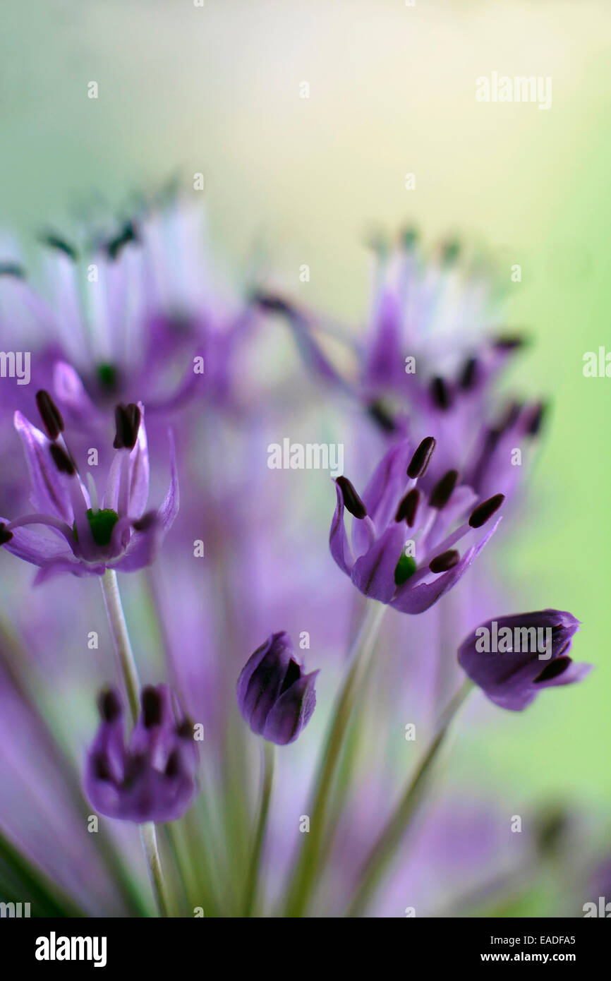 Lauch, Allium Aflatunense 'Purple Sensation', lila Thema. Stockfoto