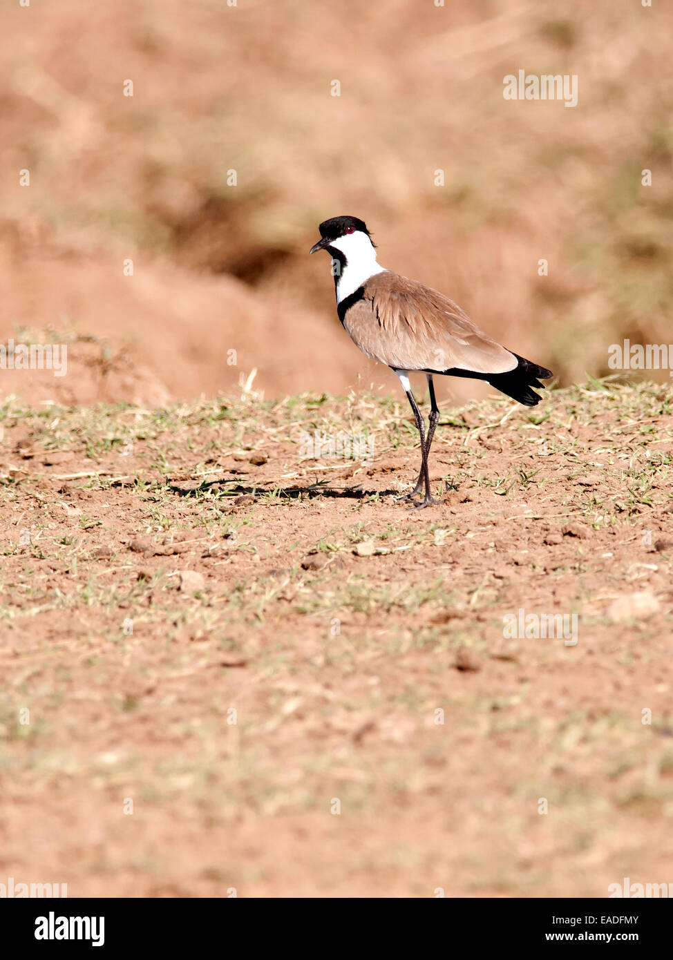 Ein Sporn - winged Plover (Vanellus Spinosus) zu Hause auf den Ebenen der Masai Mara Stockfoto