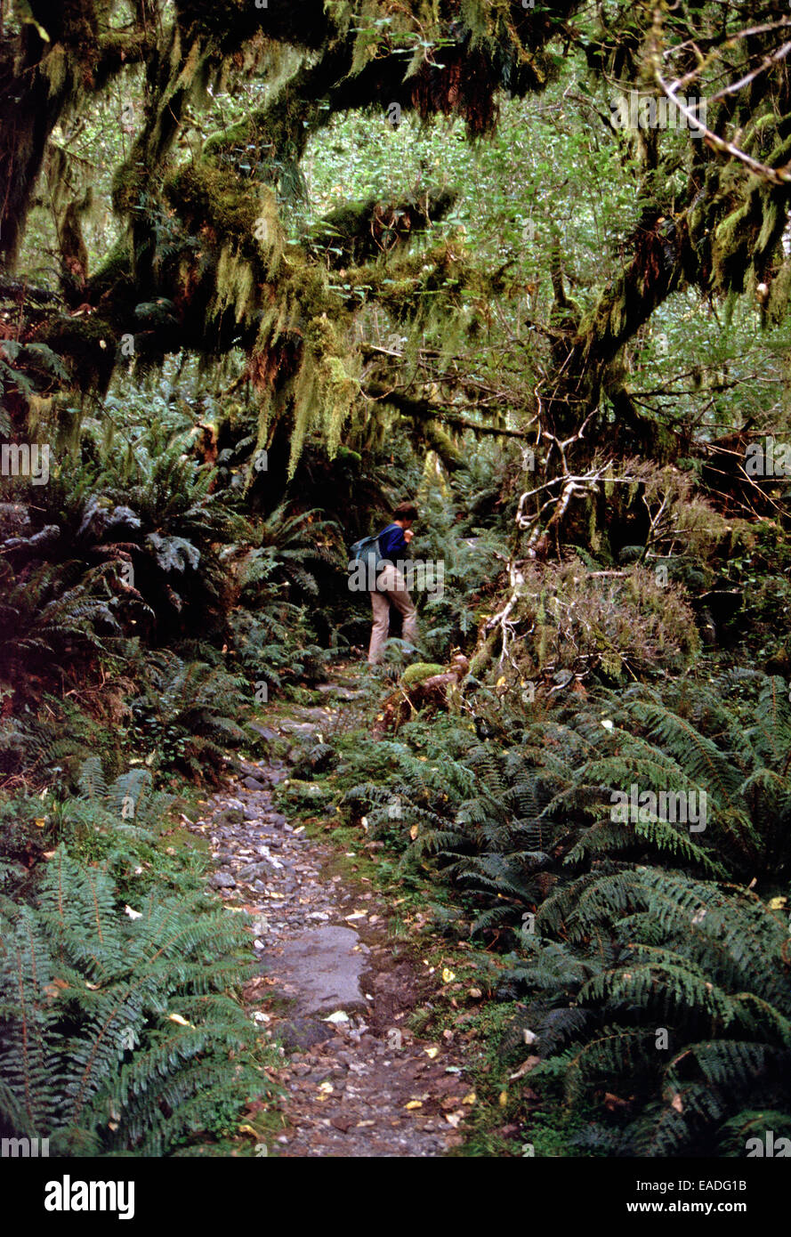 Ein Wanderer auf dem Milford Trek, Südinsel, Neuseeland Stockfoto