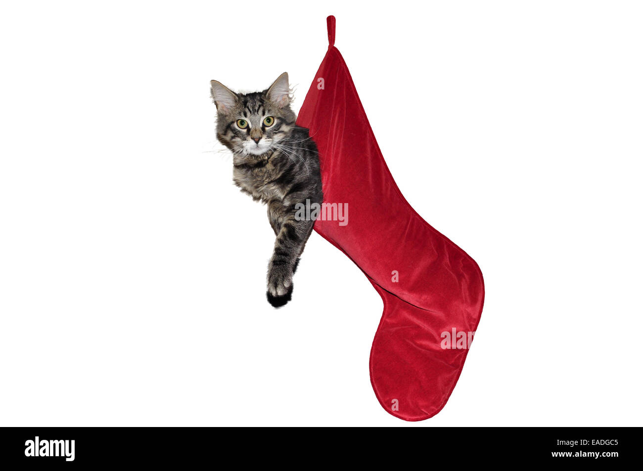 Katze hängend in einem roten Weihnachts-Strumpf auf weißem Hintergrund Stockfoto