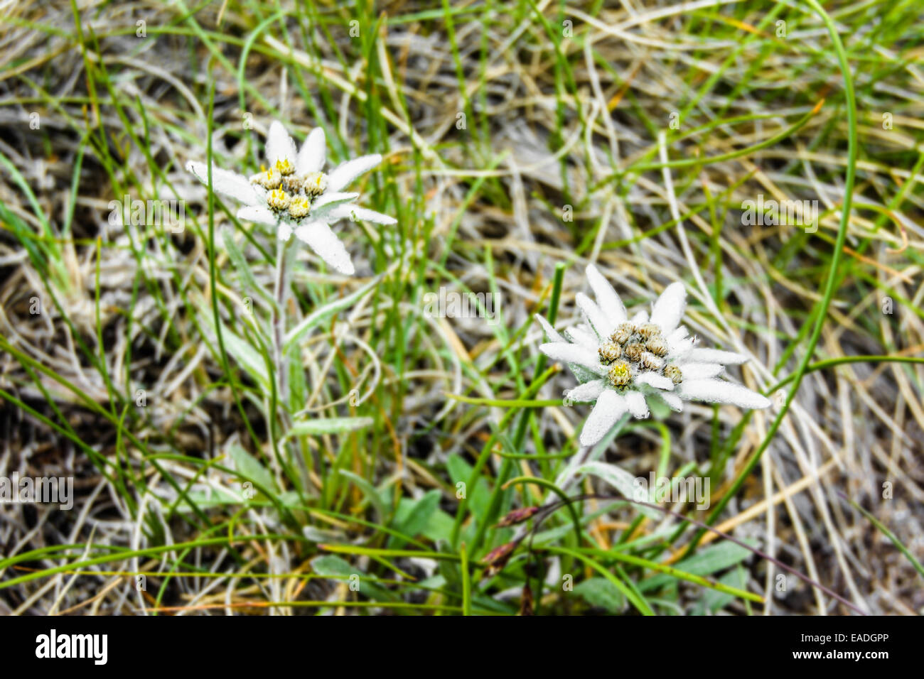 Eine Gruppe von wilden Edelweiß hautnah mit unscharfen Hintergrund. Stockfoto