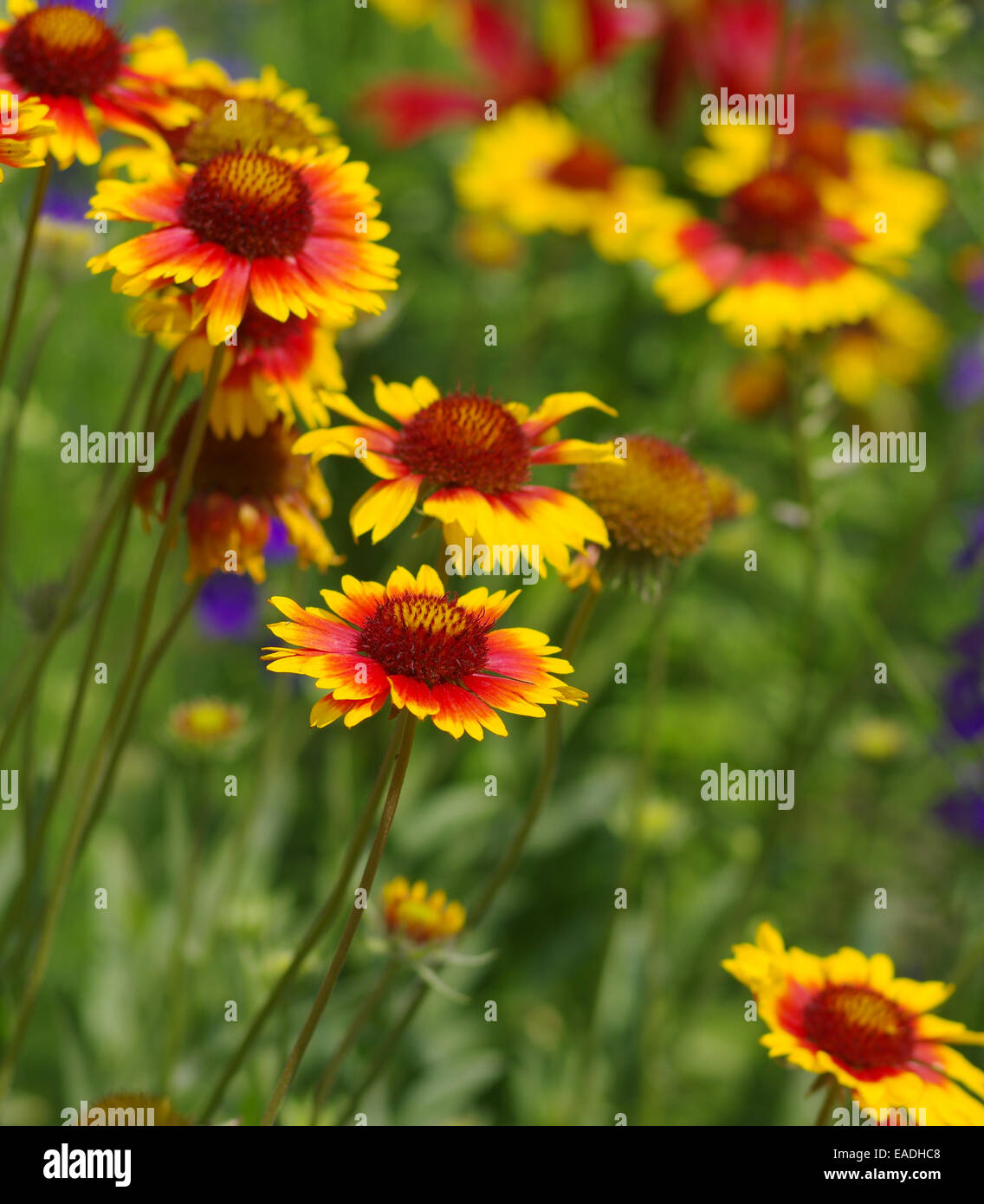 Wilde indische Decke Blumen in einem Garten Stockfoto
