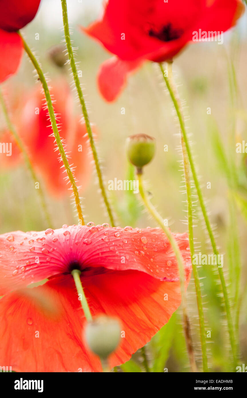 Extreme Nahaufnahme von roten Mohnblumen auf einem Feld mit Tautropfen auf den Blütenblättern Stockfoto