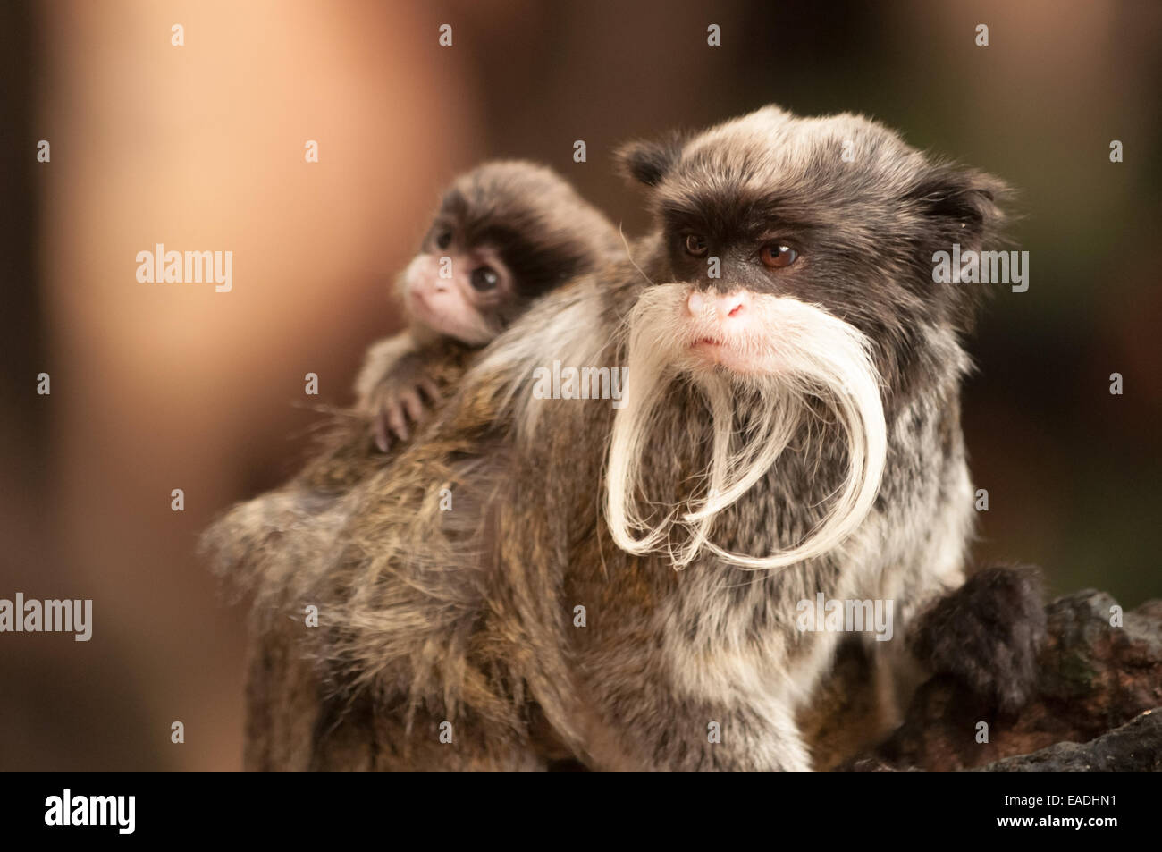 Bärtige Kaiser Tamarin tragen ein Baby Stockfoto