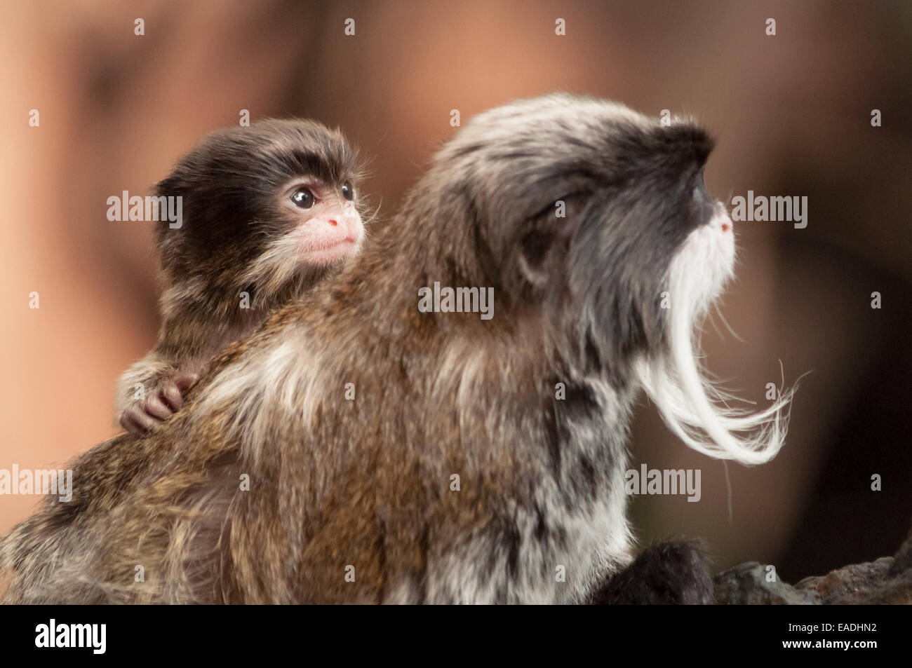 Bärtige Kaiser Tamarin tragen ein Baby Stockfoto