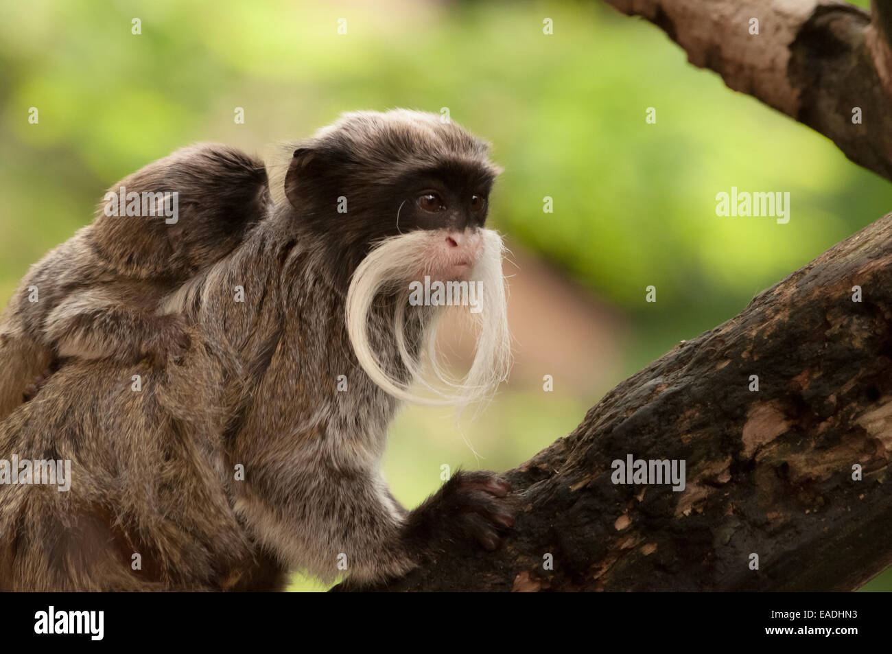 Bärtige Kaiser Tamarin tragen ein Baby Stockfoto