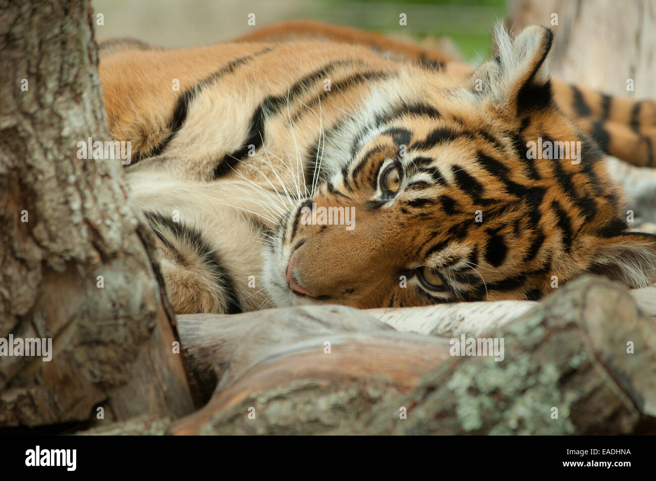 Tiger liegend Stockfoto