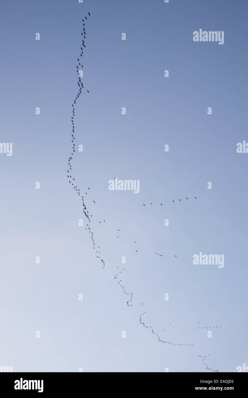 Himmel mit Migration Vögel Stockfoto