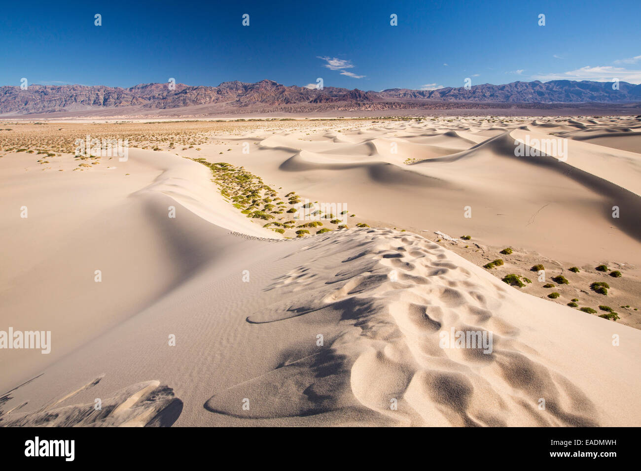Die Mesquite flache Sanddünen im Death Valley, die den niedrigsten, heißesten und trockensten Ort in den USA, mit einer durchschnittlichen jährlichen rainf Stockfoto