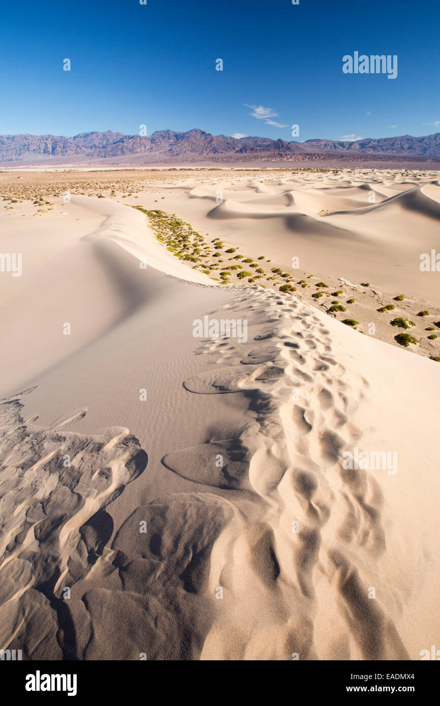 Die Mesquite flache Sanddünen im Death Valley, die den niedrigsten, heißesten und trockensten Ort in den USA, mit einer durchschnittlichen jährlichen Niederschlagsmenge von etwa 2 Zoll einige Jahre ist, die es nicht überhaupt keinen Regen erhält. Stockfoto