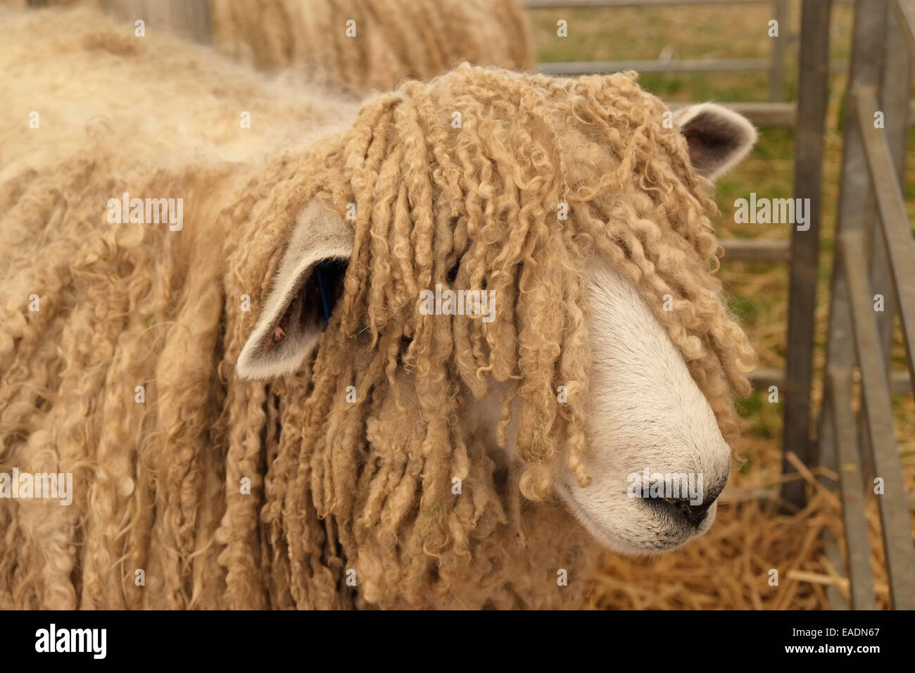 Ein Lincoln Longwool Schafe. Lincolnshire, England. Stockfoto