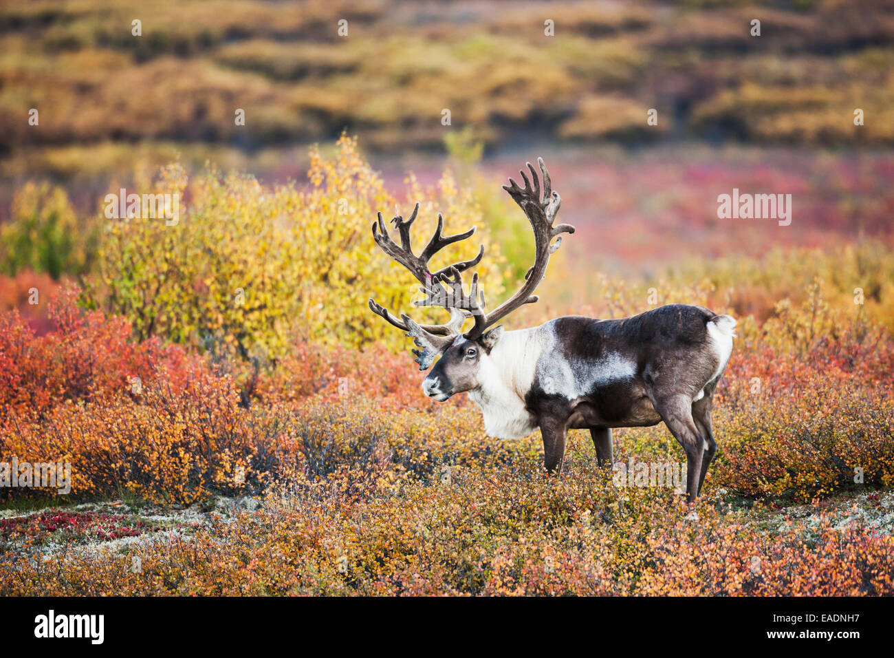 Bull Caribou in samt Geweih steht in der bunten Herbst Tundra im Denali National Park, Alaska Interior Stockfoto